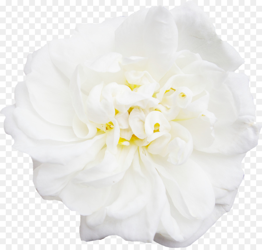 flowers transparent background white