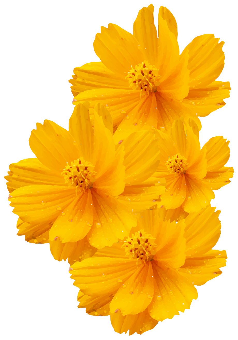 Download High Quality transparent flowers yellow Transparent PNG Images ...