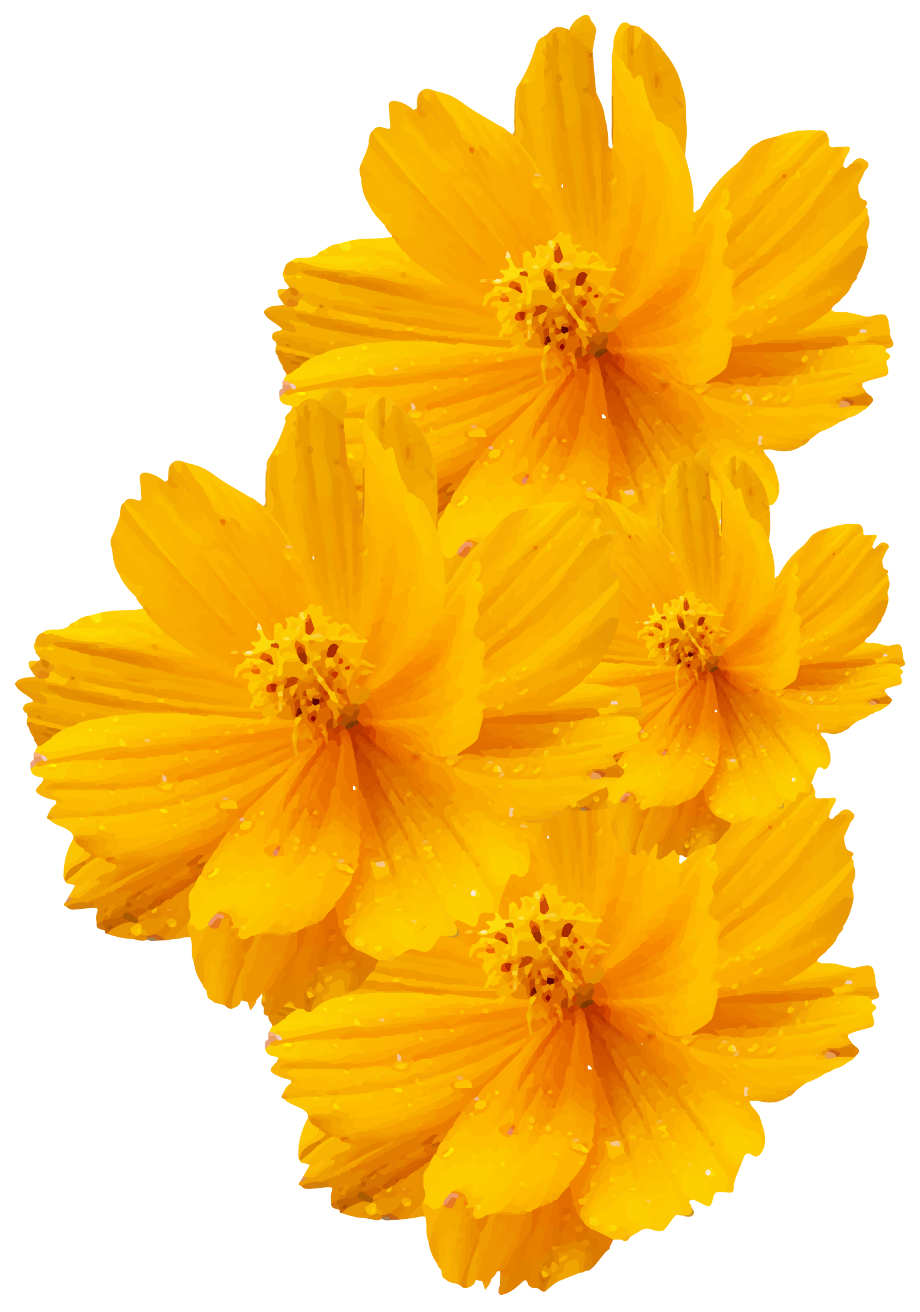 Download High Quality transparent  flowers  yellow 