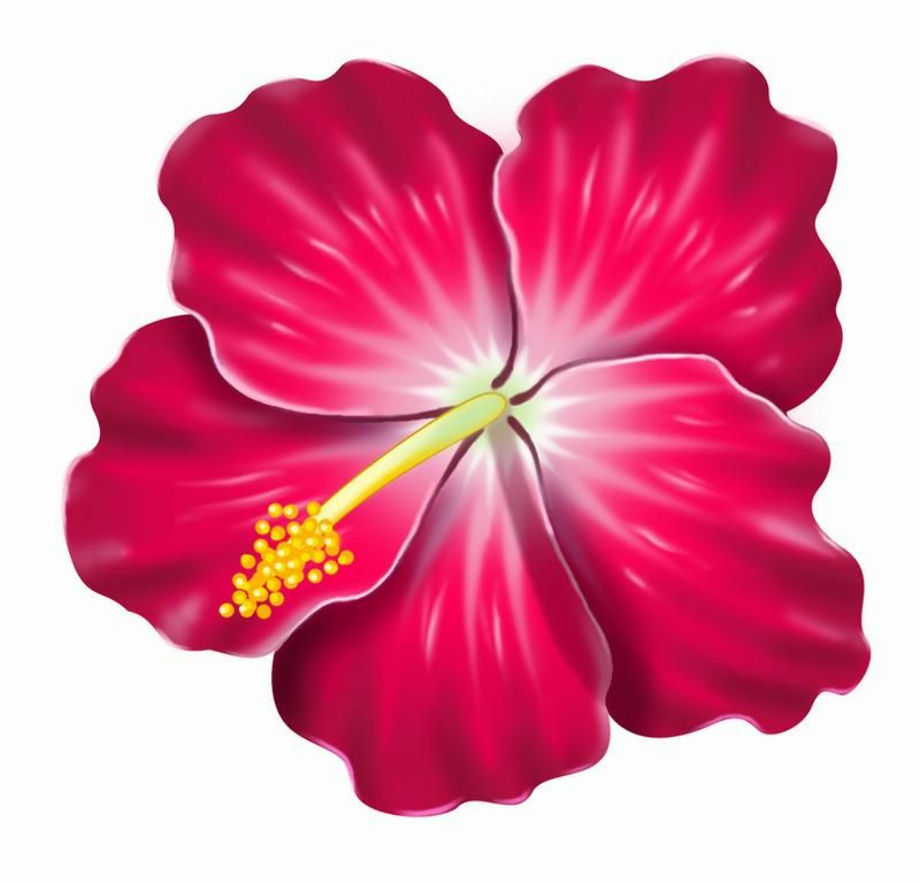 hibiscus clipart realistic
