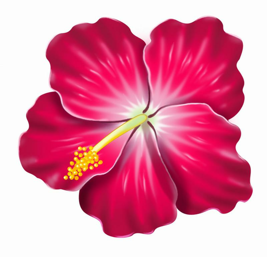 hibiscus clipart real