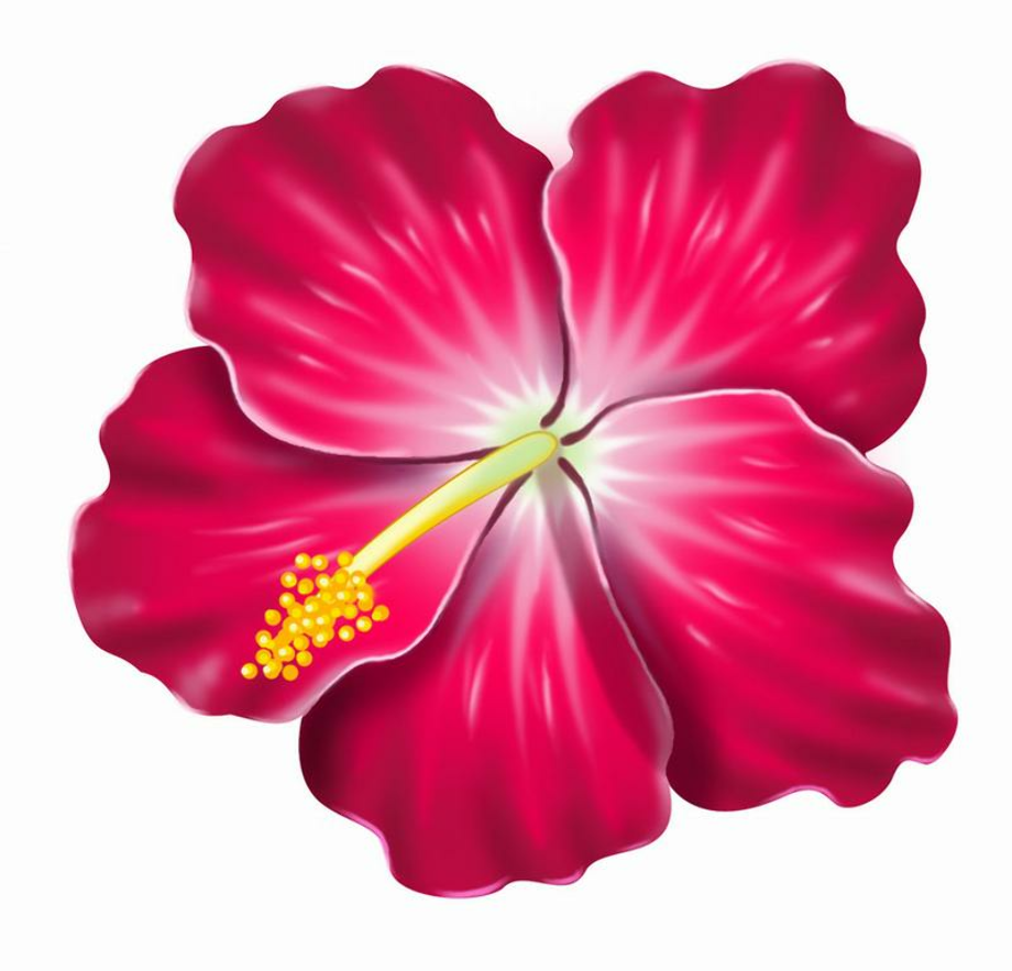 Download High Quality Hibiscus Clipart Real Transparent PNG Images 