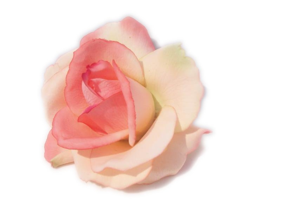 roses clipart realistic
