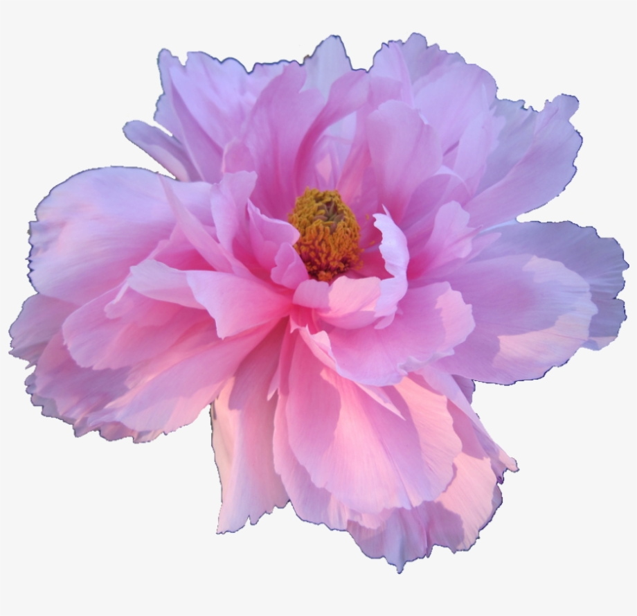 Download High Quality flowers transparent aesthetic Transparent PNG