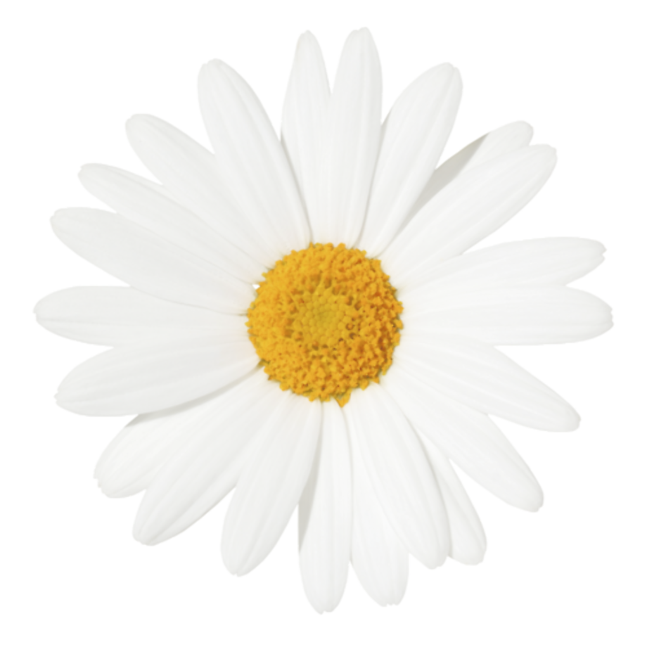 Download High Quality Flowers Transparent Background Daisy Transparent