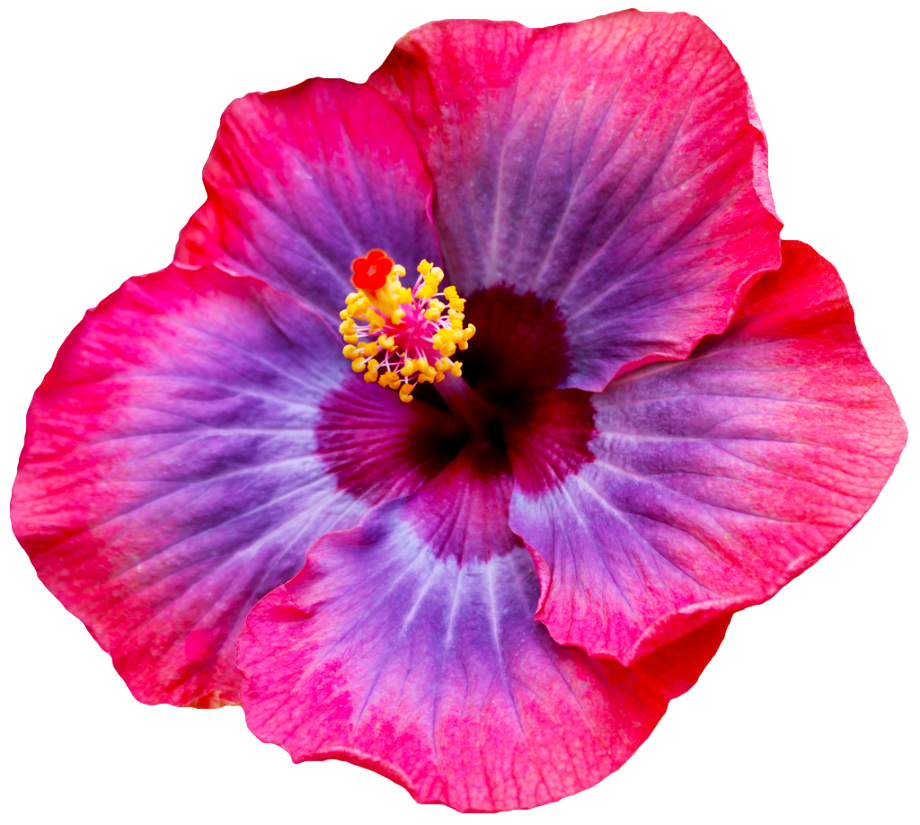 Download High Quality flowers transparent hibiscus Transparent PNG