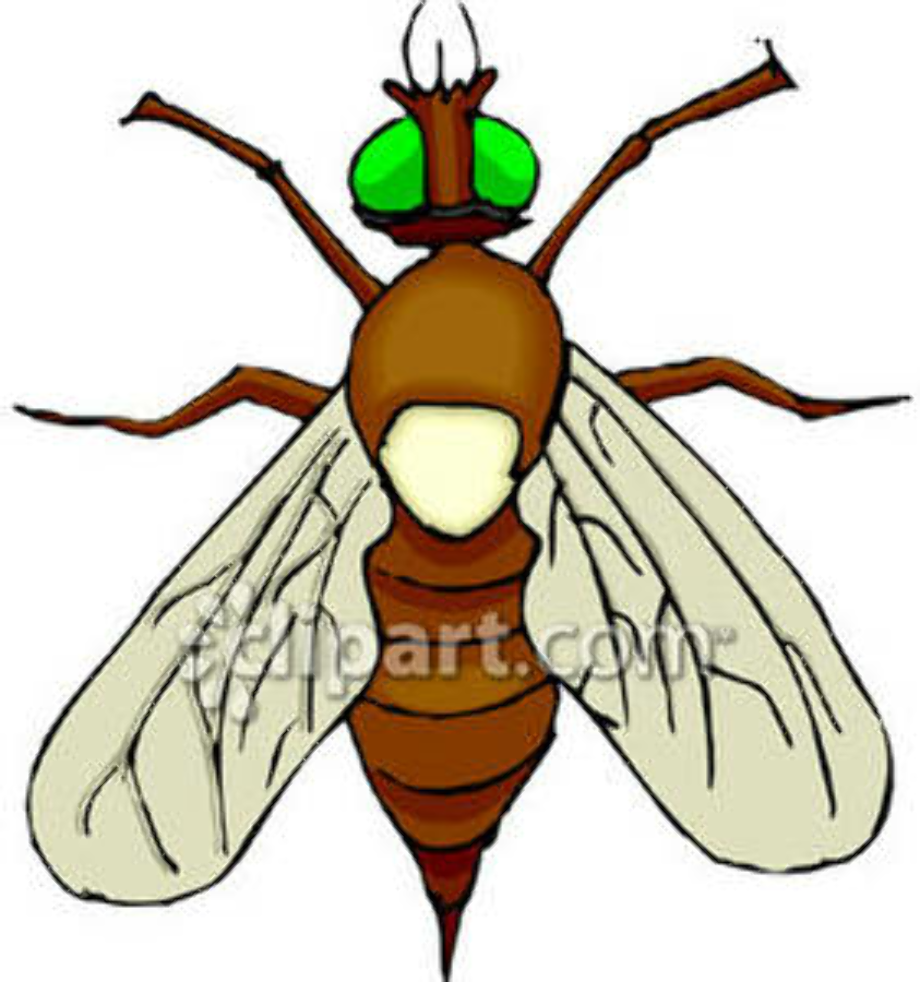 fly clipart brown