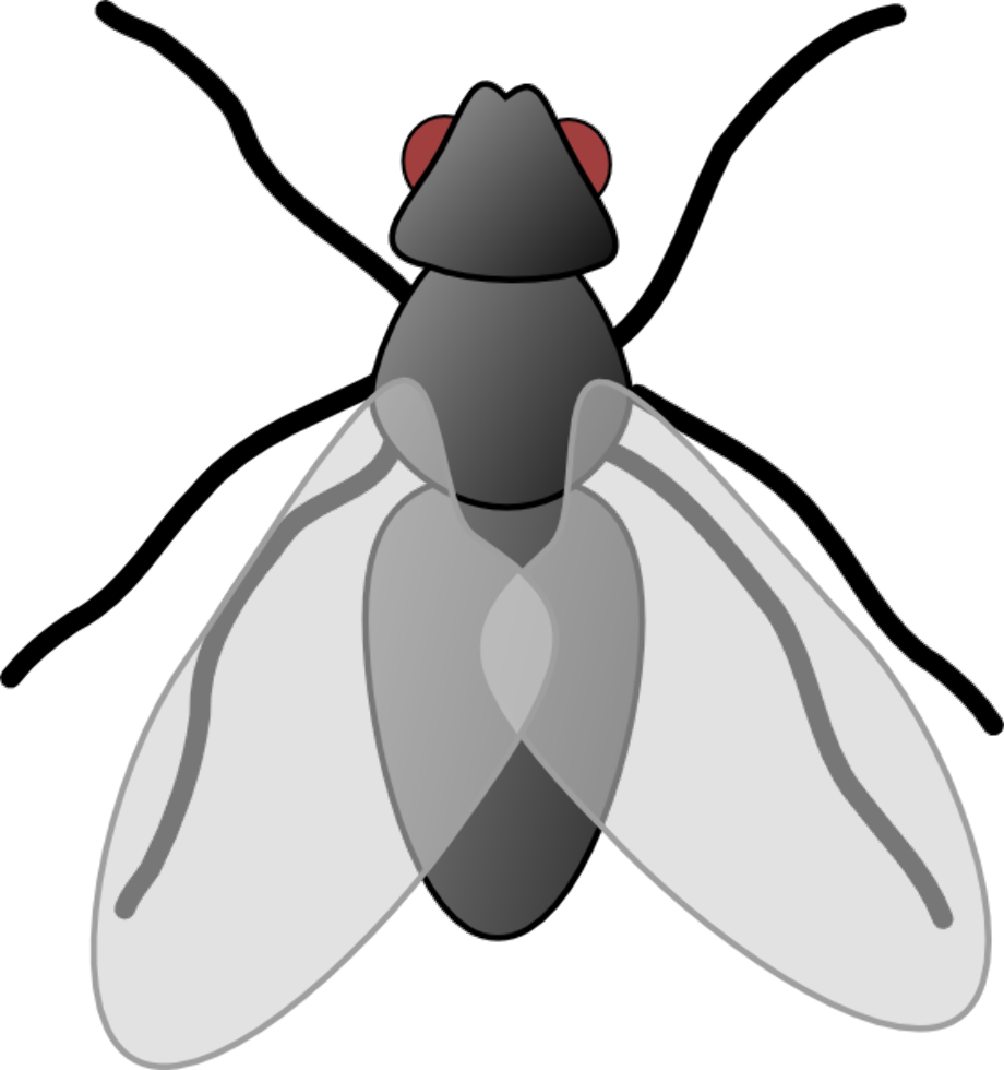 fly clipart public domain