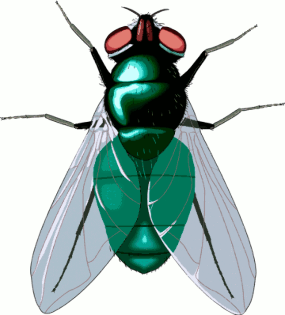 fly clipart insect