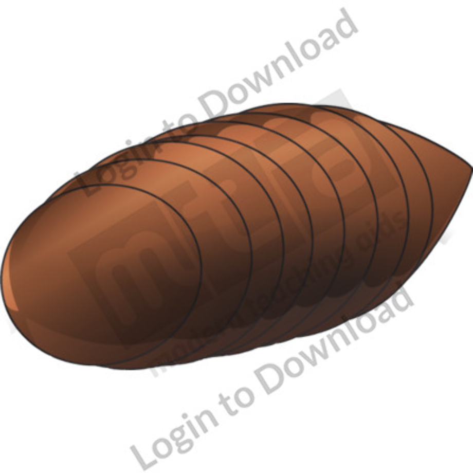 fly clipart pupa of a