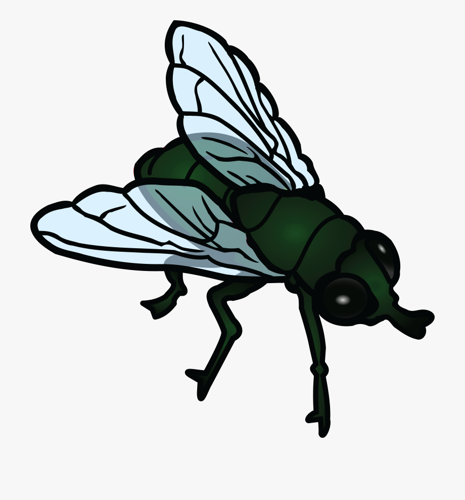 fly clipart housefly