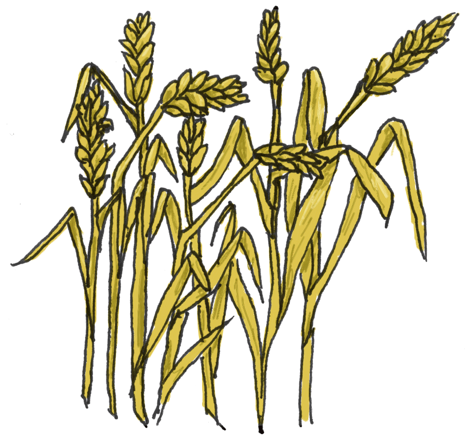 farm clipart wheat