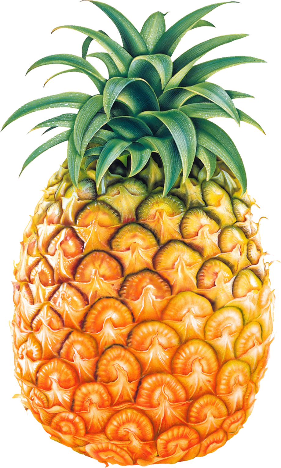 Pineapple high resolution