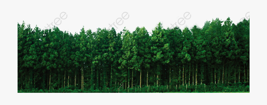 forest clipart woods