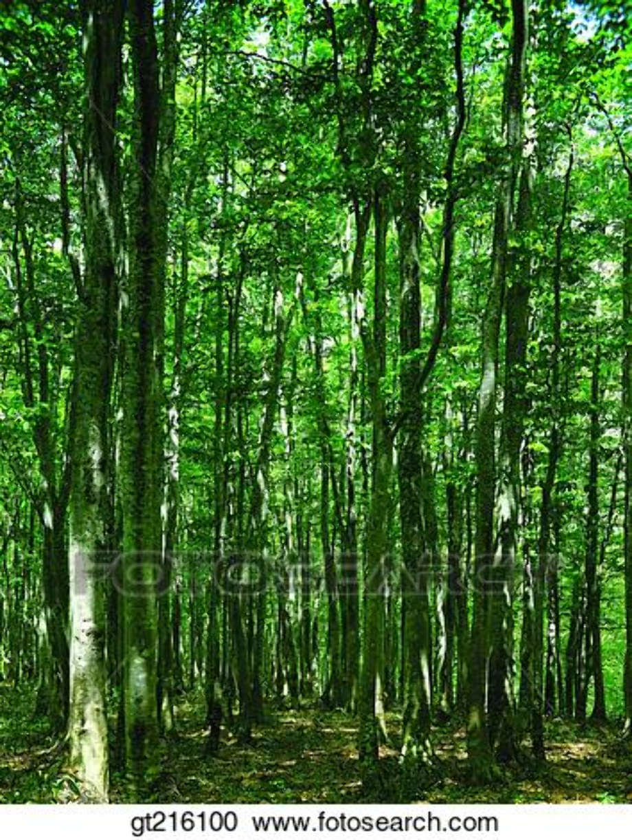 forest clipart woods