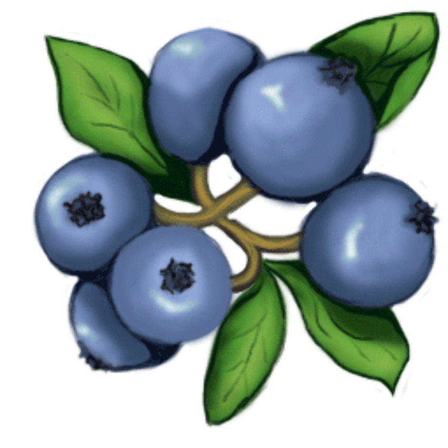 blueberry clipart vector