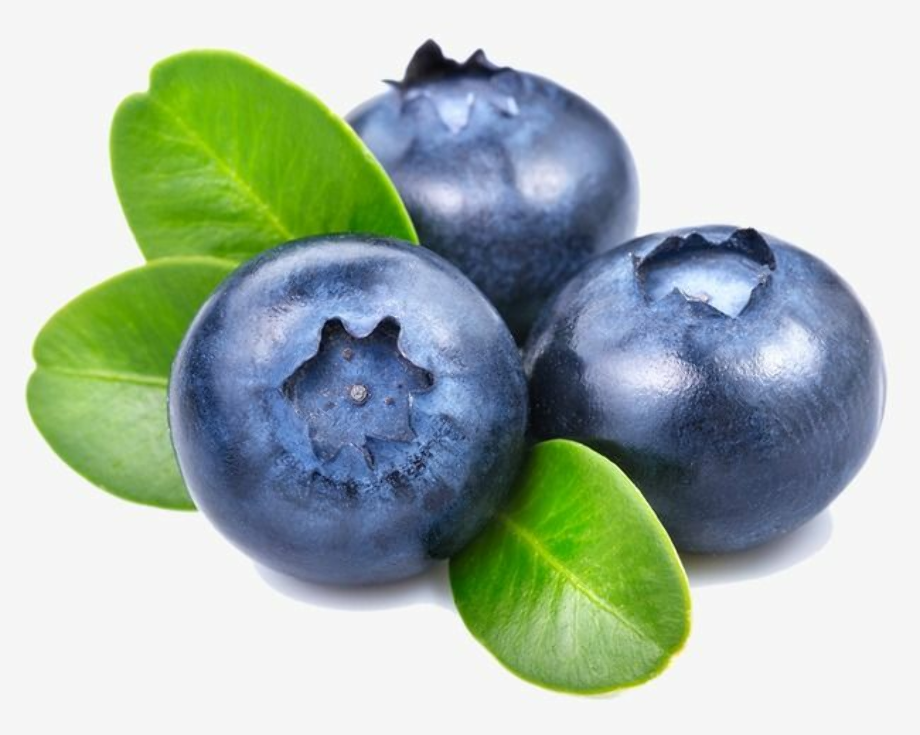 blueberry clipart picking