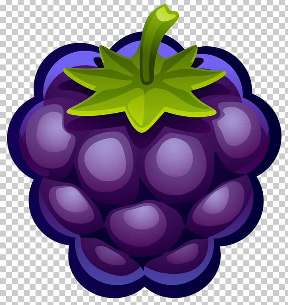 fruit clipart blueberry