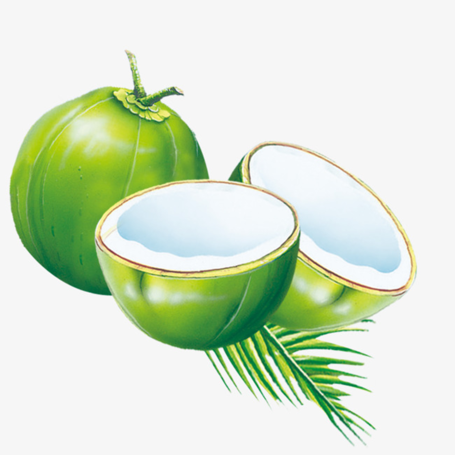fruit clipart coconut