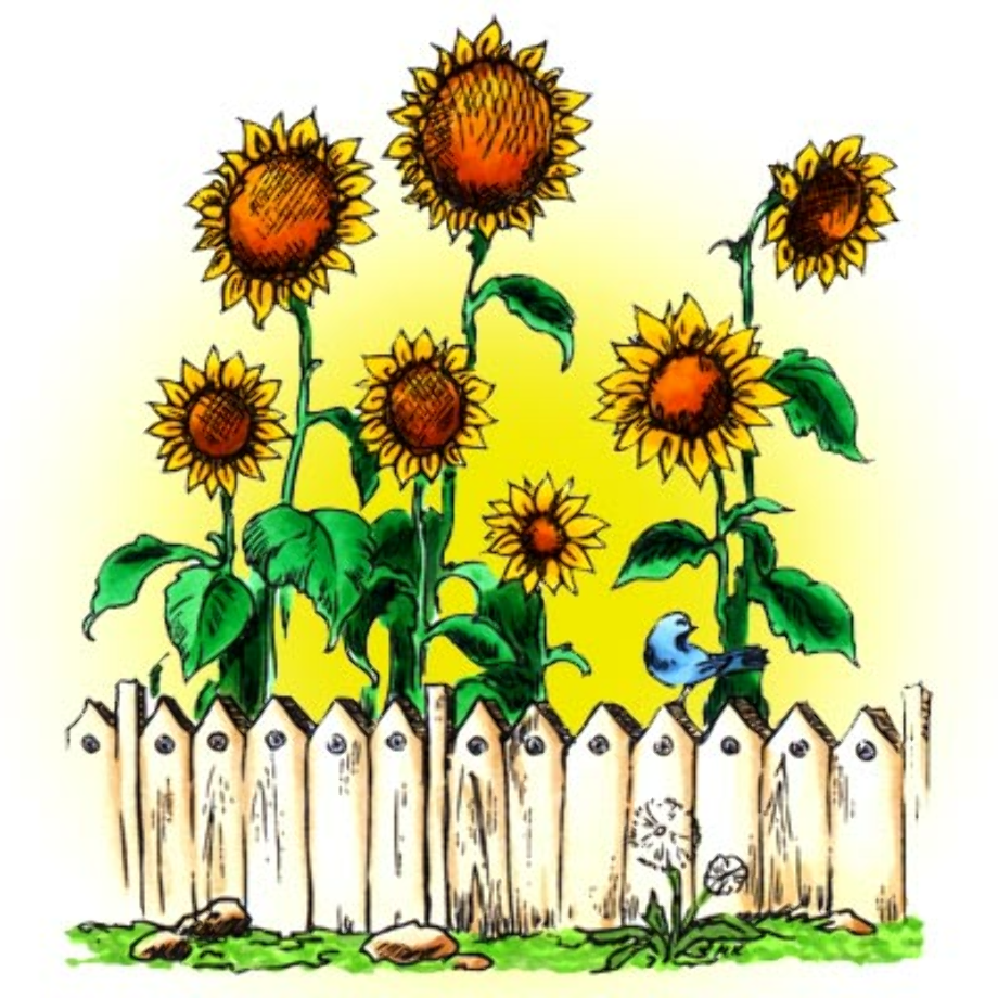 Download High Quality garden clipart sunflower Transparent PNG Images