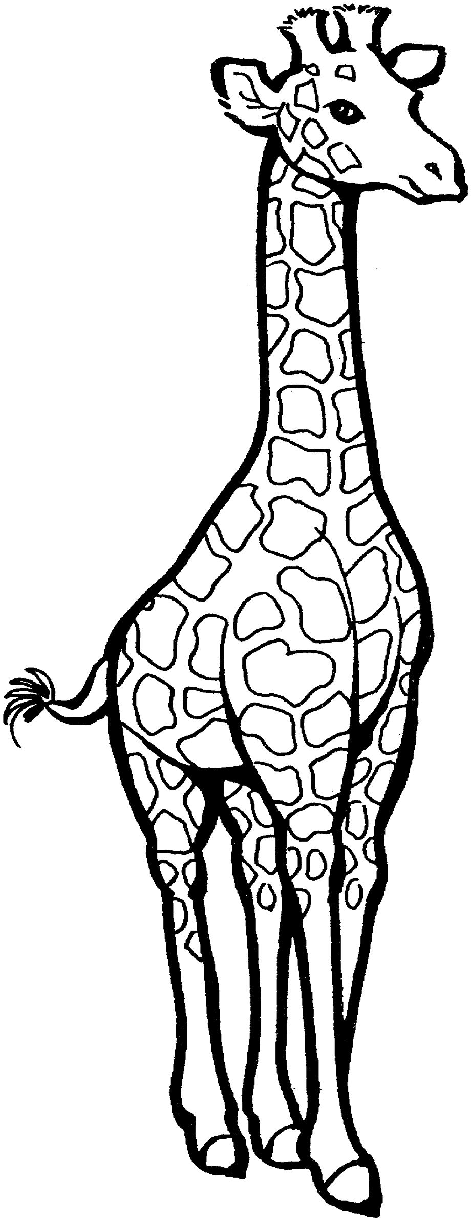 Download High Quality Giraffe Clipart Coloring Transparent PNG Images 