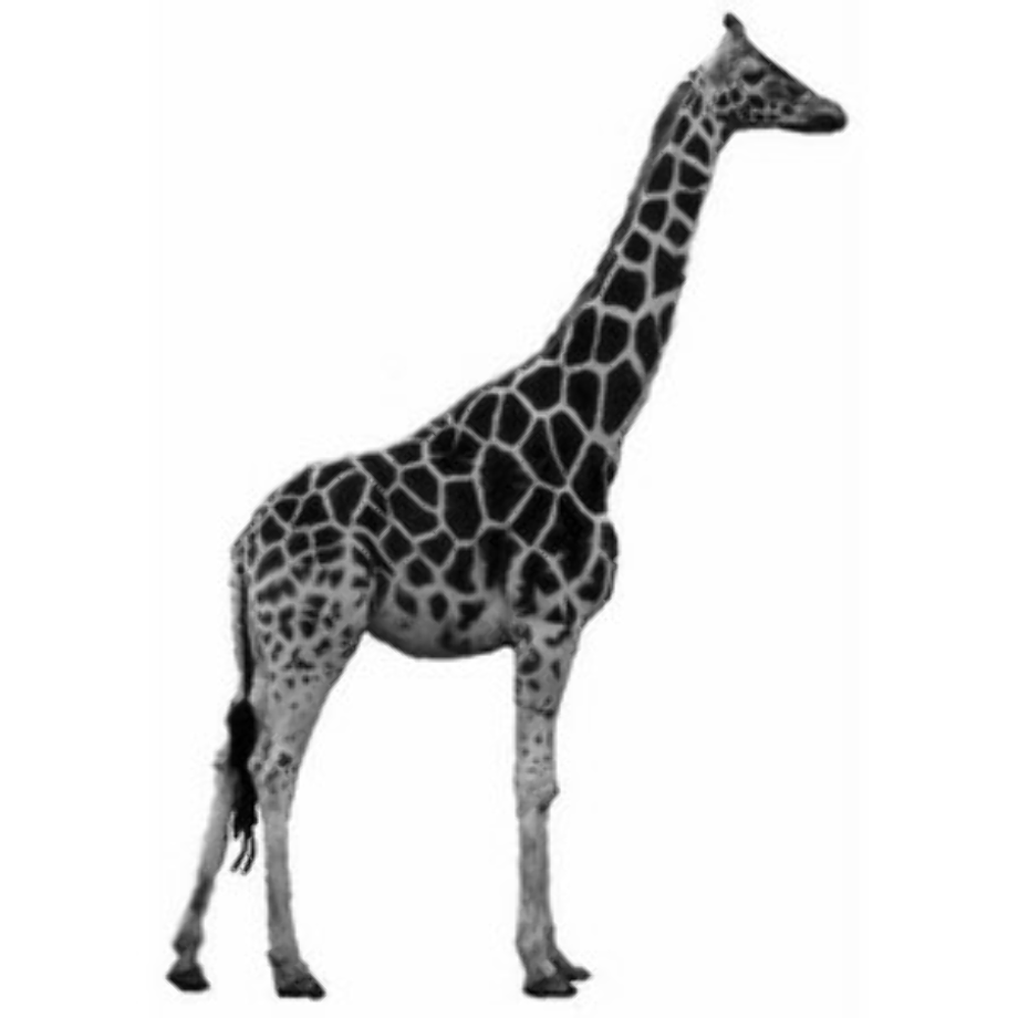 Download High Quality giraffe clipart real Transparent PNG Images - Art ...