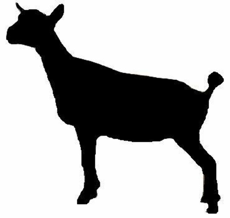 Goat nigerian dwarf