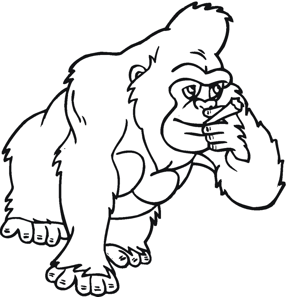 gorilla clipart coloring