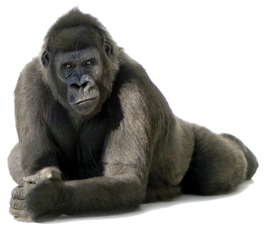 Download High Quality gorilla clipart transparent Transparent PNG ...