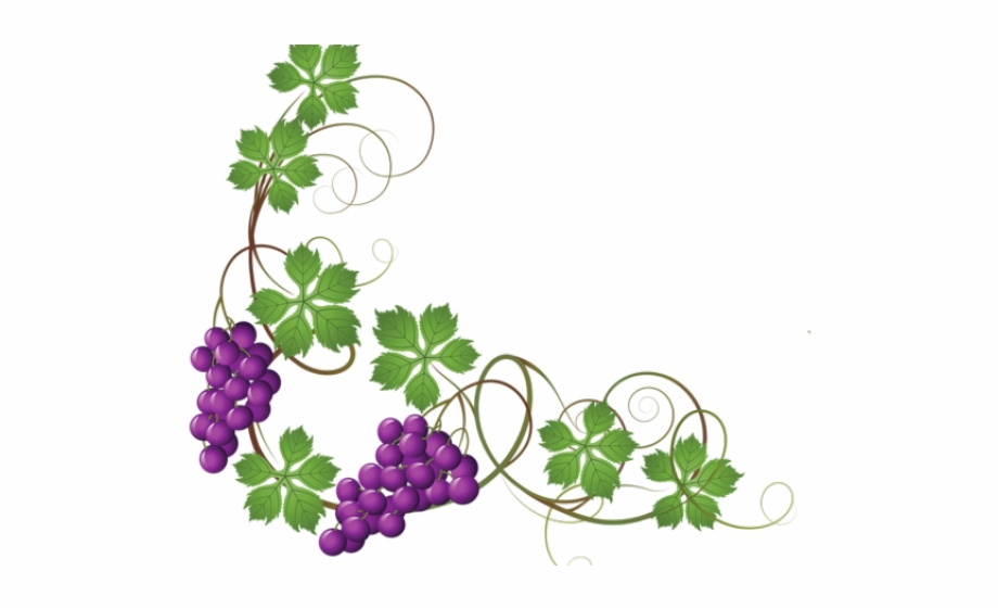 grape clipart vine