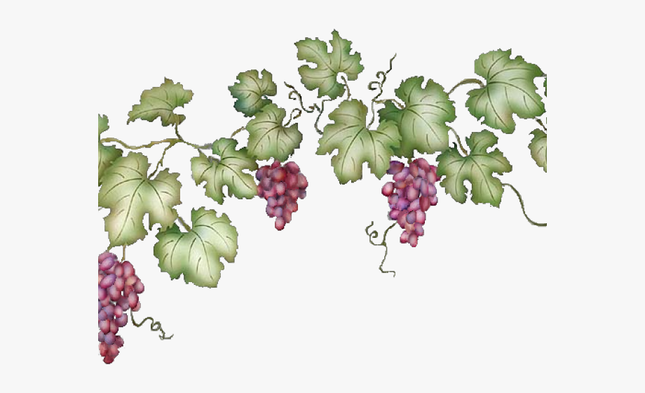grape clipart vine