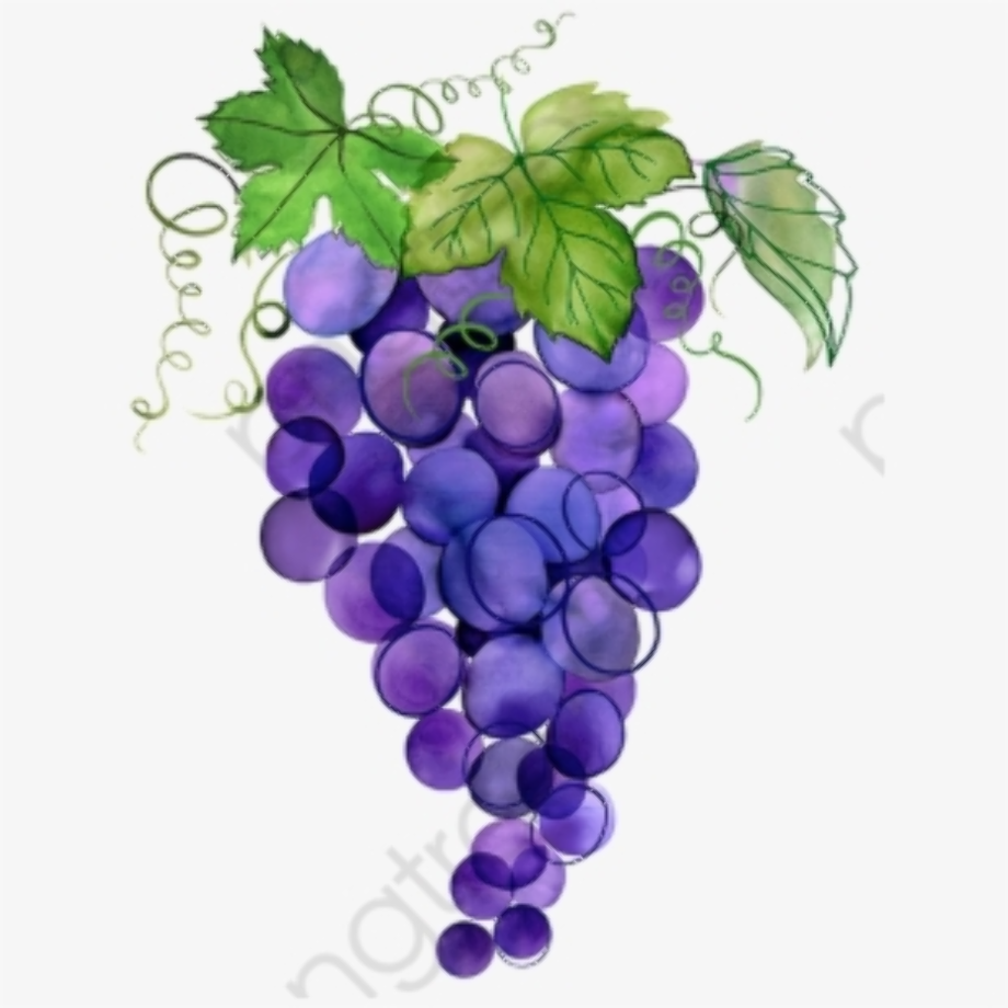 grape clipart watercolor