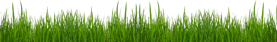 grass transparent high resolution