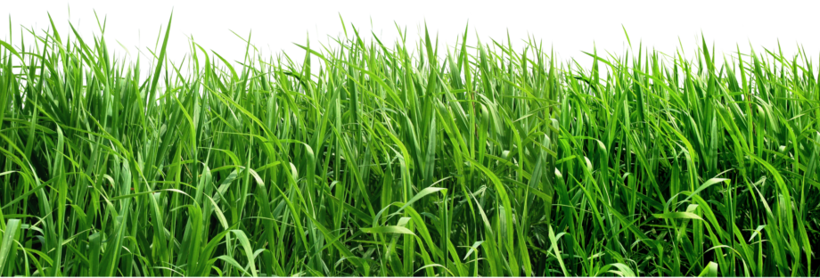grass transparent golf