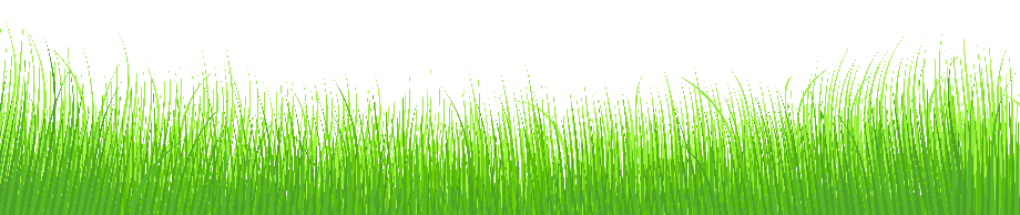 grass transparent vector
