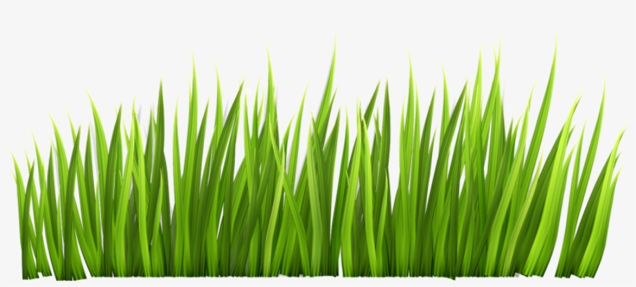 Download High Quality grass transparent graphic Transparent PNG Images
