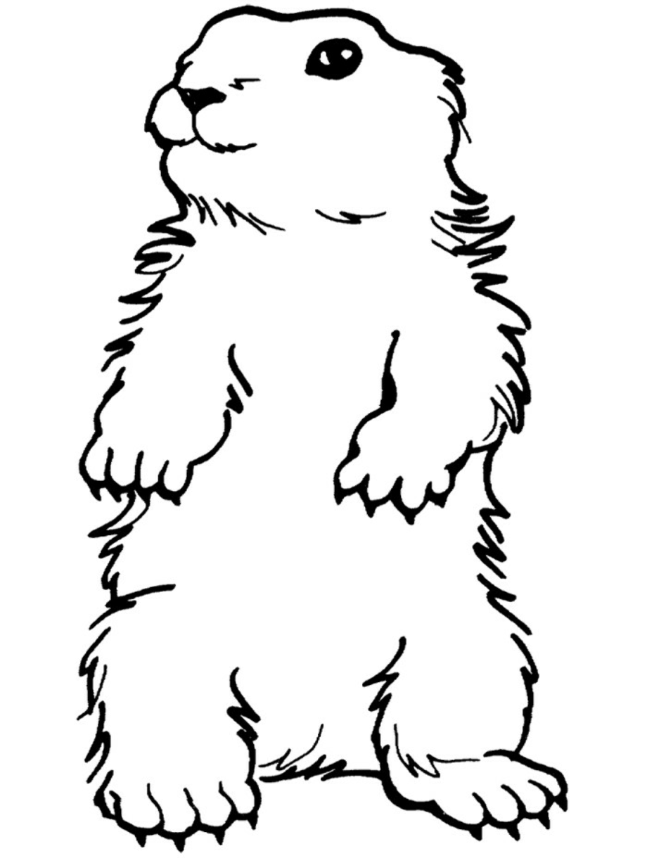 Download High Quality groundhog clipart coloring Transparent PNG Images