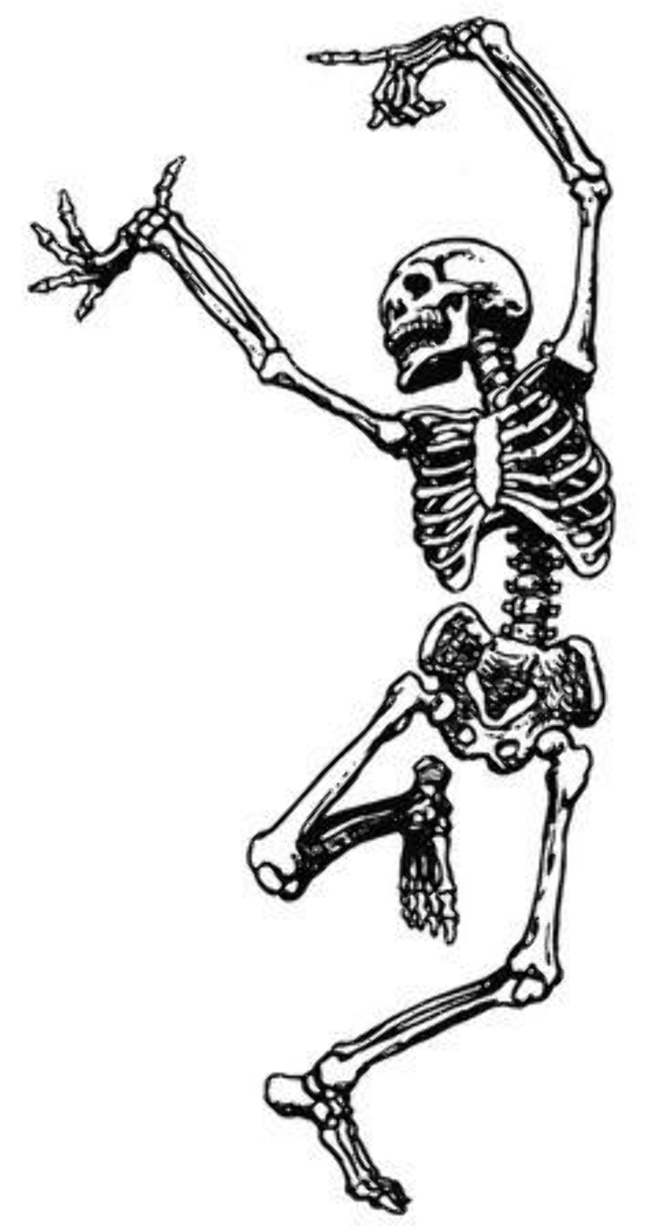 halloween clip art skeleton