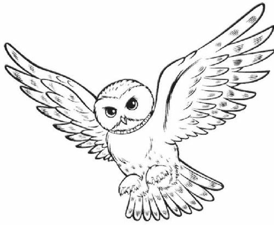 Download High Quality harry potter clipart owl Transparent PNG Images