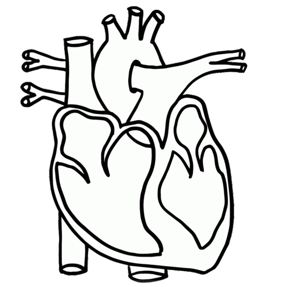 heart clipart black and white anatomical
