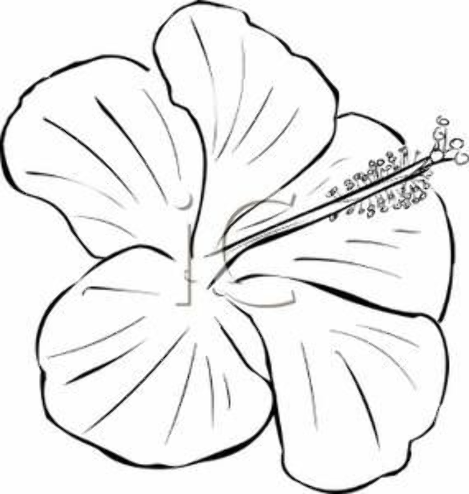 black and white flower clipart hibiscus