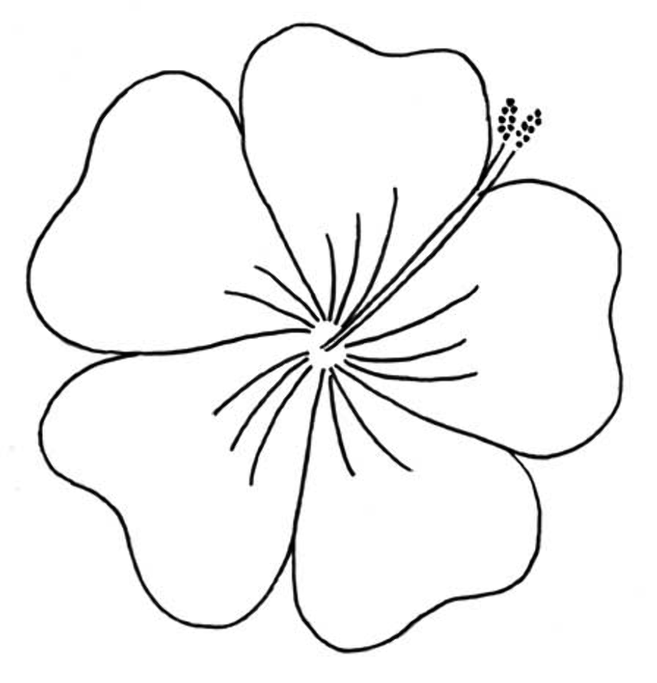 Download High Quality Hibiscus Clipart Outline Transparent PNG Images 