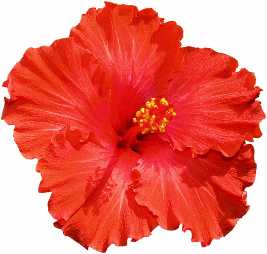 Download High Quality hibiscus clipart real Transparent PNG Images ...