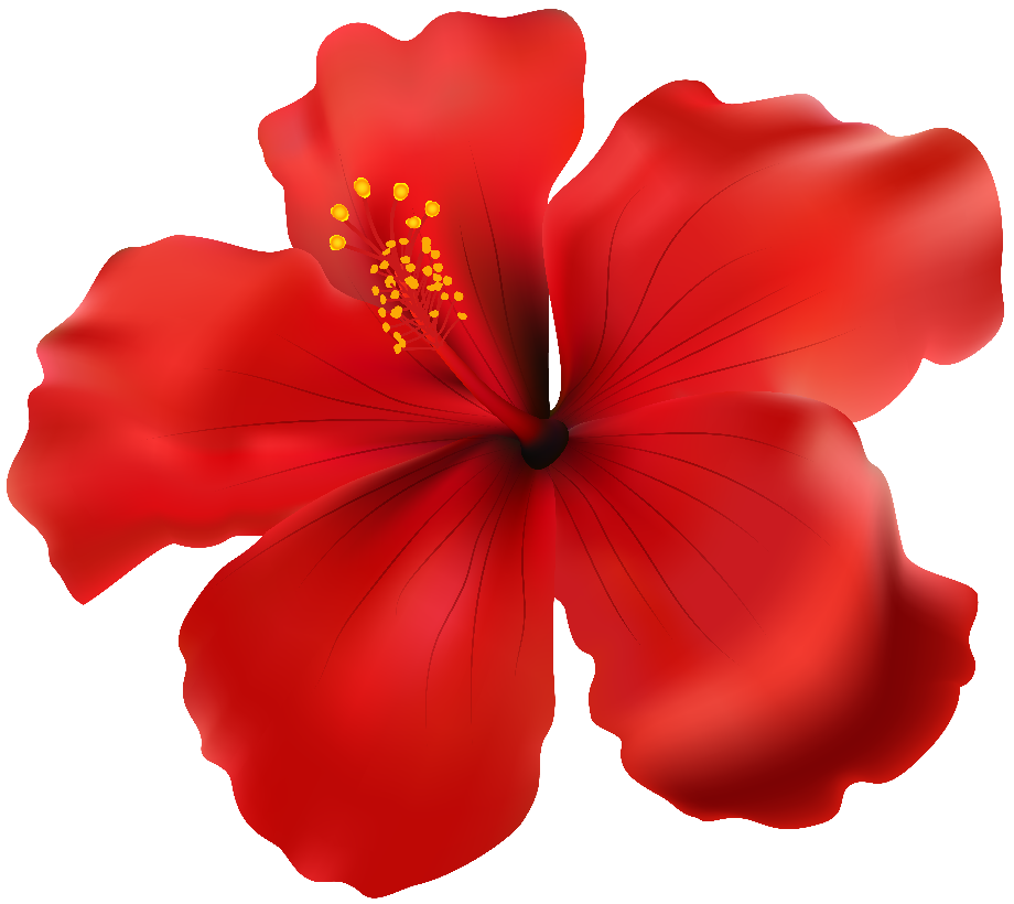 Red Hibiscus Png Clip Art Free Watercolor Flowers Vintage Flowers ...
