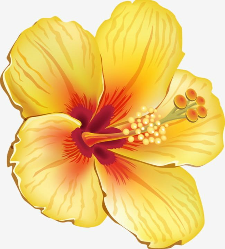 Download Download High Quality hibiscus clipart yellow Transparent ...