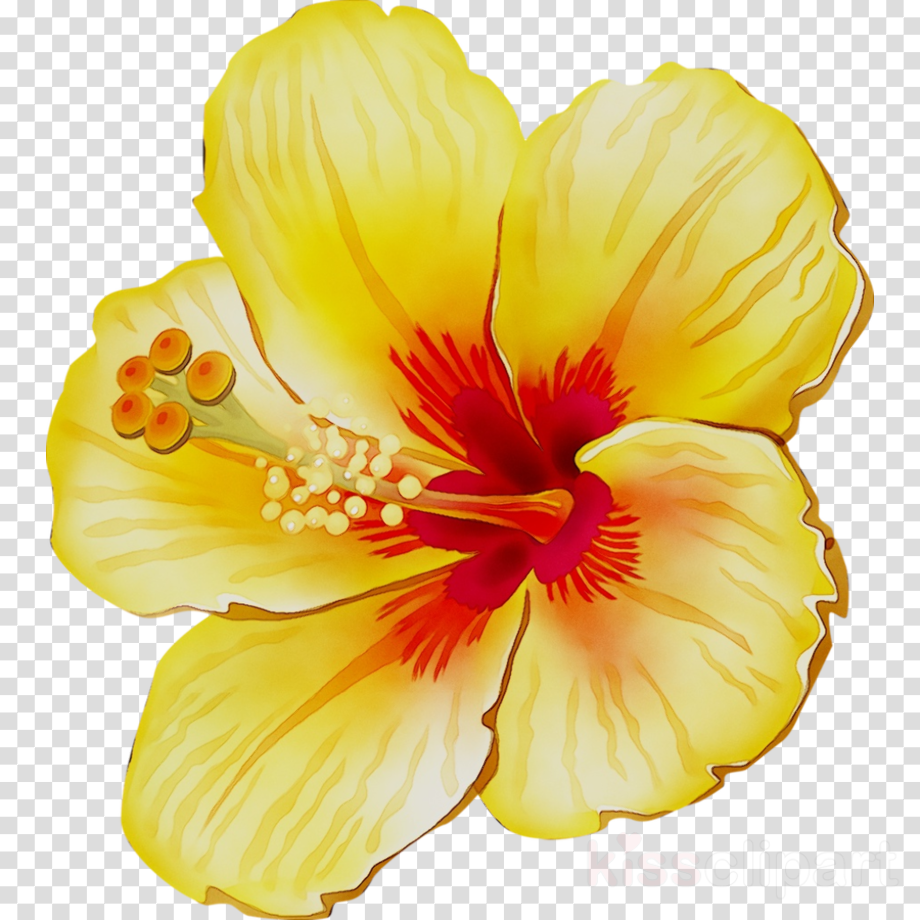 Download Download High Quality hibiscus clipart yellow Transparent ...
