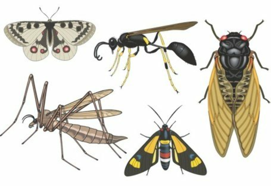 insect clipart realistic