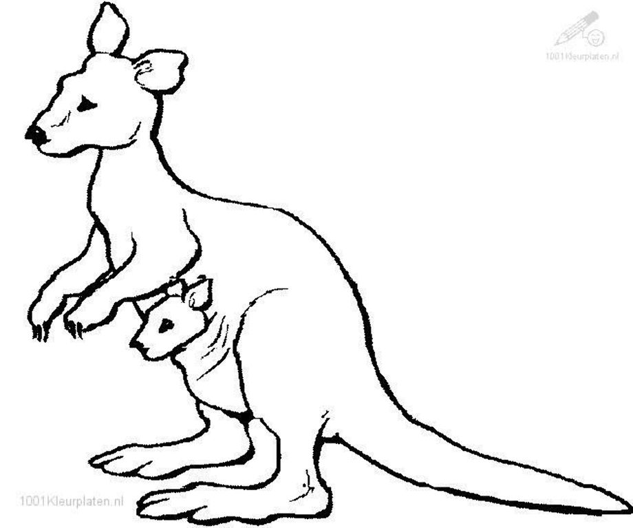 Download Download High Quality kangaroo clipart coloring ...