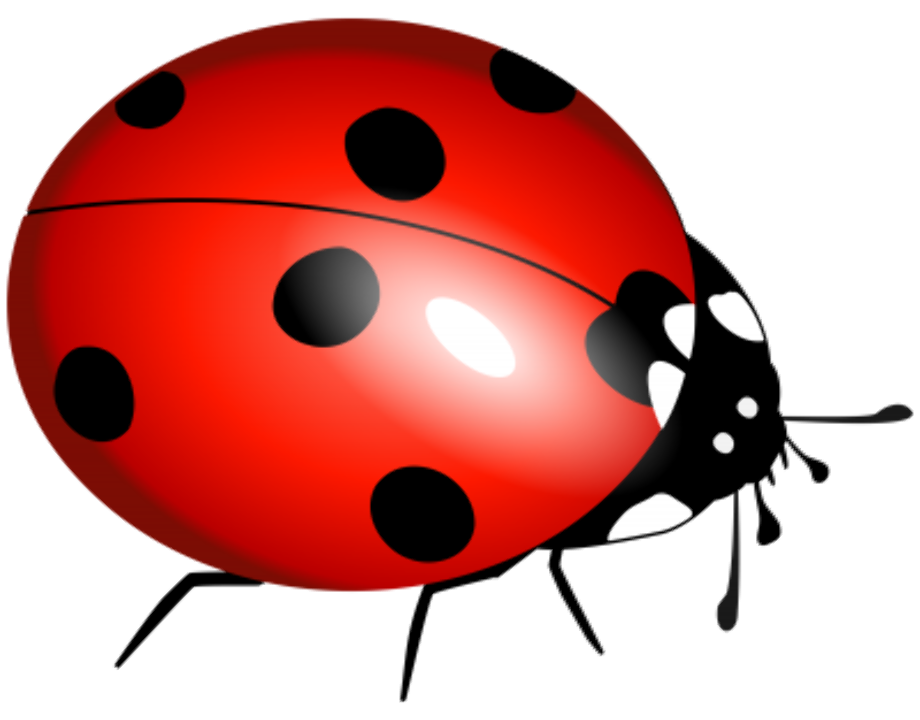 ladybug clipart transparent background