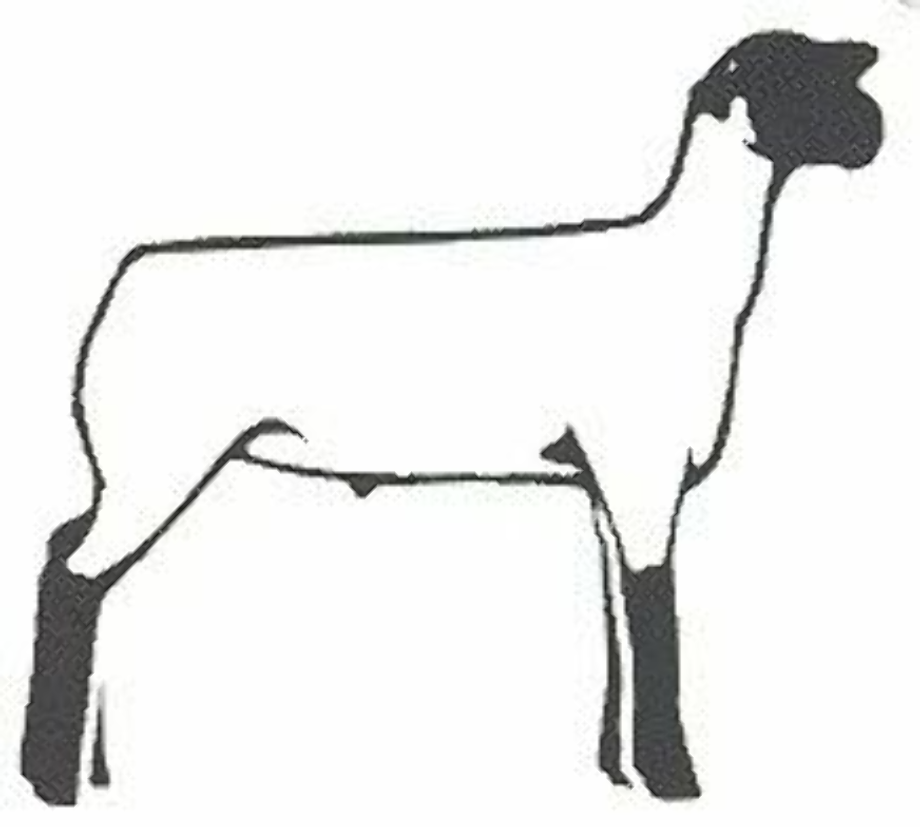 lamb clipart market